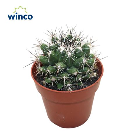 Thelocactus Garciae