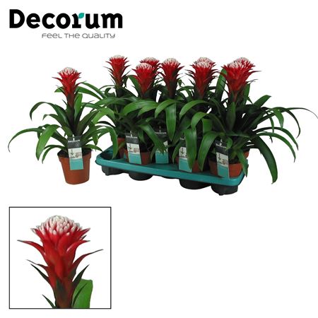 Guzmania Hope (decorum)