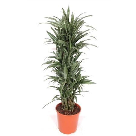 Drac Warneckei Branched