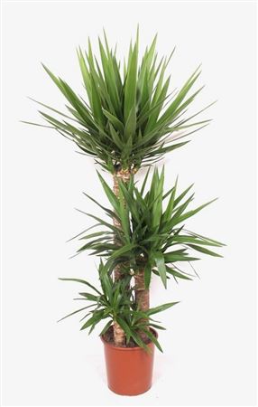 Yucca 90-60-30 Xl