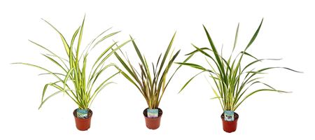 Phormium Mix