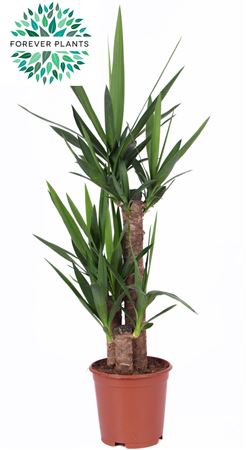 Yucca 60-30-20 1+