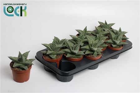Gasteria Aveo