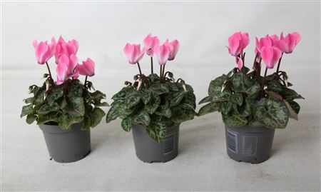 Cyclamen Verano Neon Pink