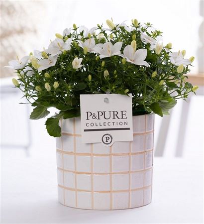 Campanula Iso Atlanta Pure Lauren Ceramics