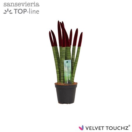 Sansevieria Velvet Touchz Bordeaux