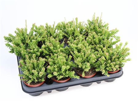 Rhipsalis Messembryanthemoides