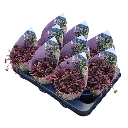 Sempervivum 'red Rubin With Potcover