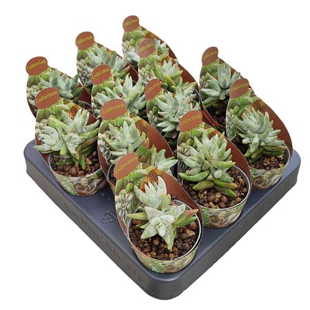Crassula Cornuta Potcover