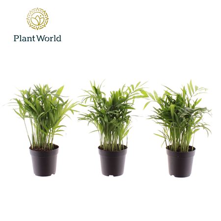 Chamaedorea Elegans (dec)
