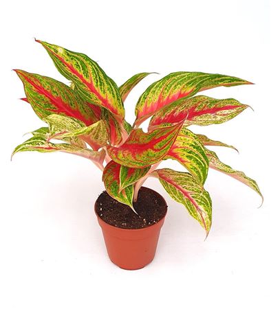 Aglaonema Siam Violet