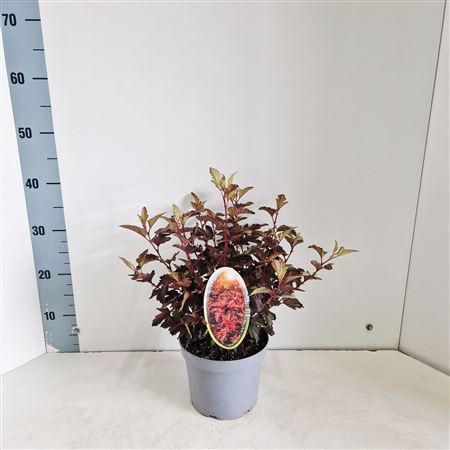 Physocarpus Op Little Angel