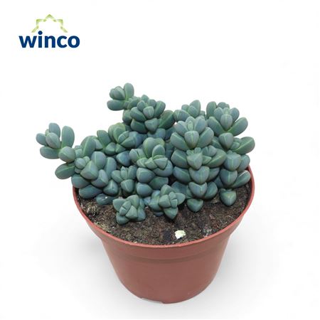 Delosperma Lehmannii