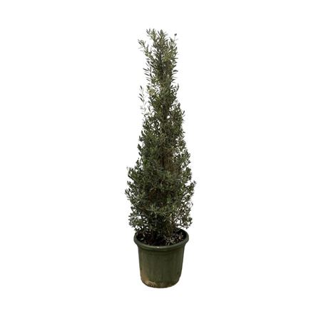 Olea Europaea Pyramid