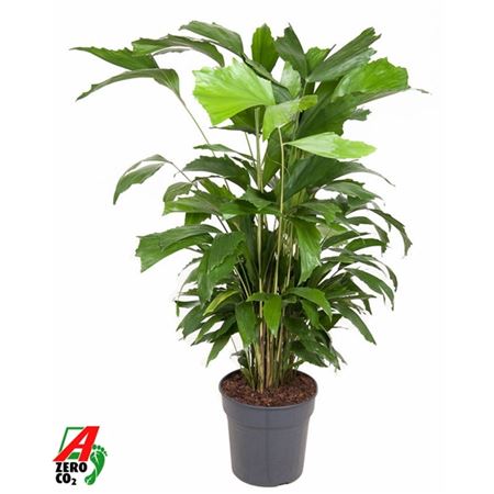 Caryota Mitis
