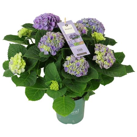 Hydrangea Ma Magical Evolution Blue 5+