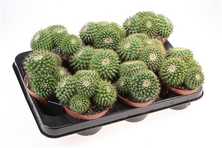 Mammillaria Marksiana
