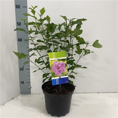 Hibiscus Syr Ardens