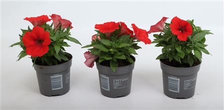 Alpetunia Red