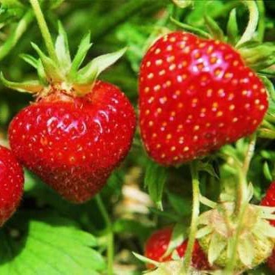 Земляника Росинка