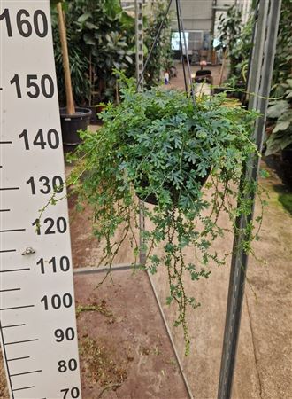 Selaginella Uncinata Hangplant