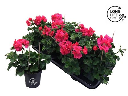 Pelargonium Pelt Double Pink (longlife)