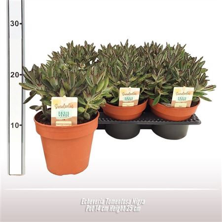 Kalanchoe Tomentosa Nigra