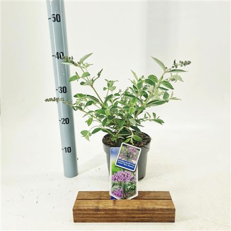 Buddleja Dav Free Petite Blue Heaven