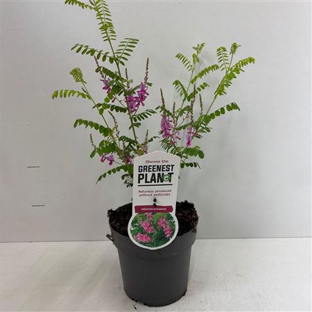 Indigofera Heterantha