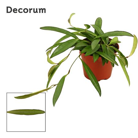 Hoya Wayetti (decorum)