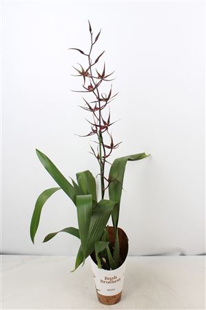 Brassia 1st Black Pearl