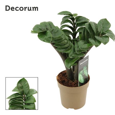 Zamioculcas Zenzi 3+ (decorum)