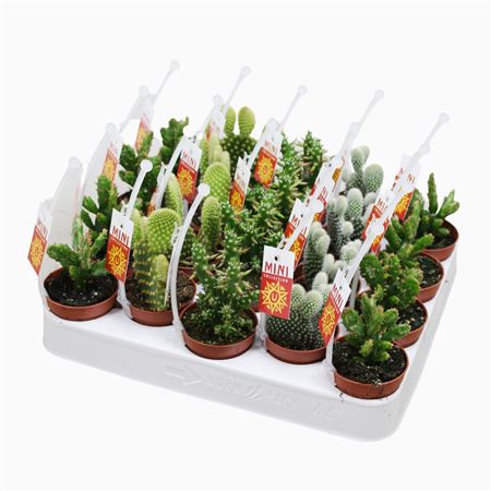 Opuntia Mix Picker+etiket