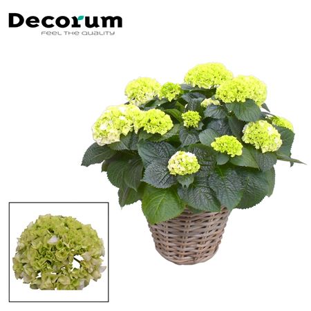 Hydrangea Ma White 10+ In Basket (decorum)