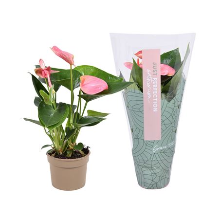 Anthurium Sweet Dream ''just Perfection®'' (xl-flo