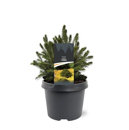 Picea Abies Tompa