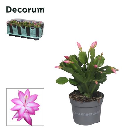 Schlumbergera Purple In Sleeve (decorum)