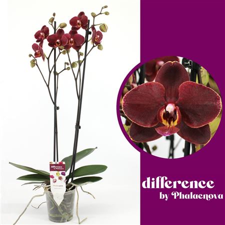 Phal 2st Ola 18+ (phalaenova)
