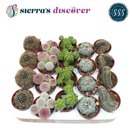 Cactus Mix Bilbao