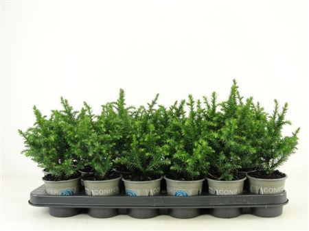 Cryptomeria Jap Vilmoriniana