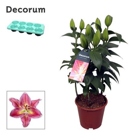 Lilium Or Reeleeze 3pp (decorum)