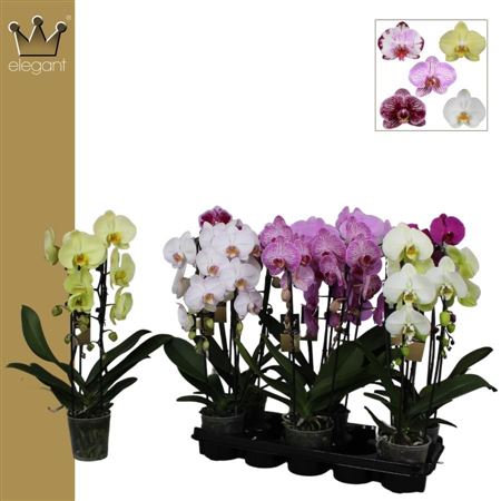 Phal Cascade 2st Mix 16+ (bernhard)