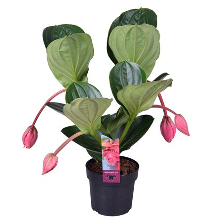 Medinilla Magnifica Flamenco 2 Etage 4+