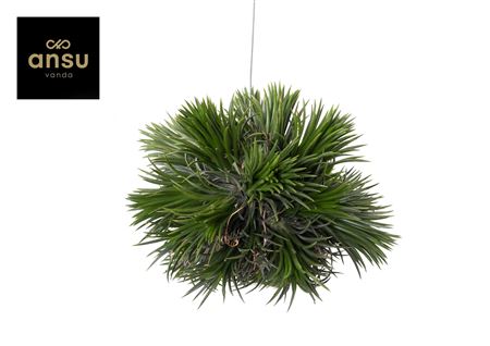 Tillandsia Magic Ball Xxl