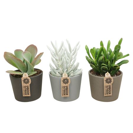 Succulent Mix In Kermamic