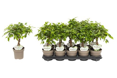 Ficus Be Tarana Twisted Stem