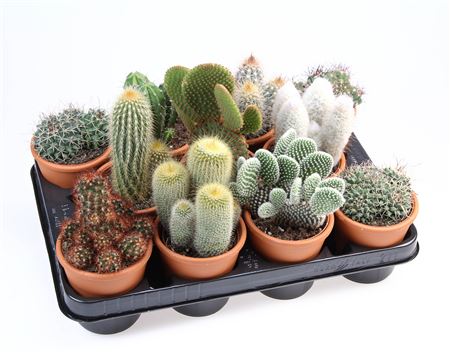 Cactus Mix In Rozenpot