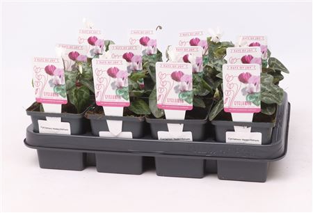 Cyclamen Hed White