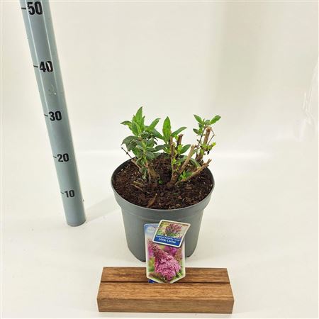 Buddleja Dav Butterfly Candy Little Cerise