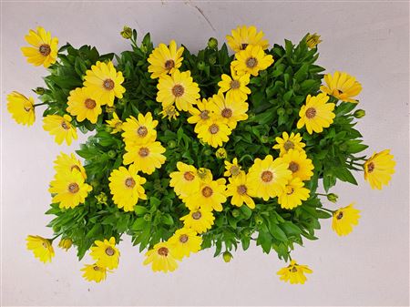 Osteospermum Solana
